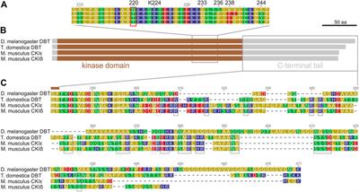 Evolution of casein kinase 1 and functional analysis of new doubletime mutants in Drosophila